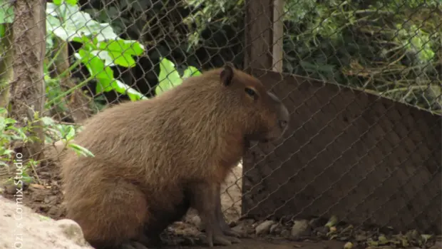 Ein einzelnes Capybara sitzt vor einem Zaun.