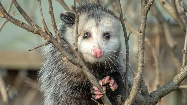 Ein Tier, dass ähnlich wie eine Ratte aussieht. Es hat ein weißes Gesicht und heißt Opossum.