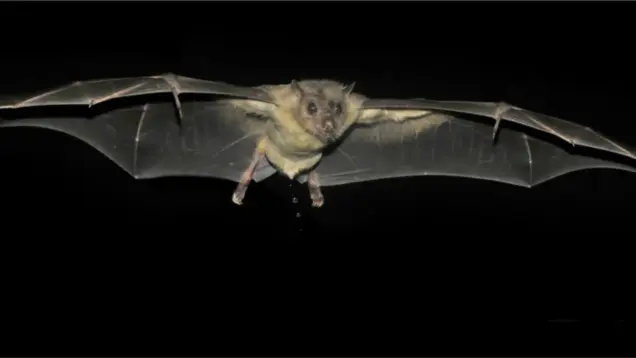 Fledermaus im Flug ©Collinswood Images via iStock Eine Fledermaus im Flug