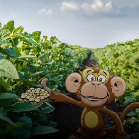 Ein Sojafeld - im Comic Stil hinzugefügt - ein Affe, der Sojabohnen in der Hand hält.