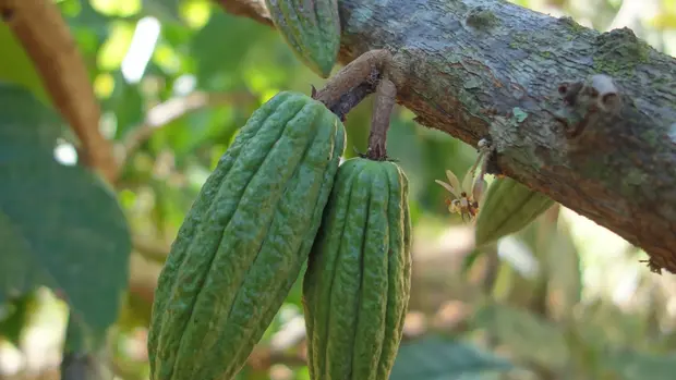 Zwei grüne Kakaoschoten wachsen direkt am Ast, daneben eine Blüte.