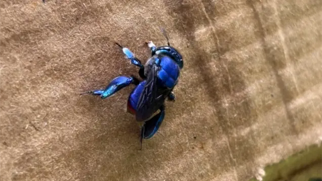 Eine bunten Biene sitzt auf einem hölzernen Untergrund.