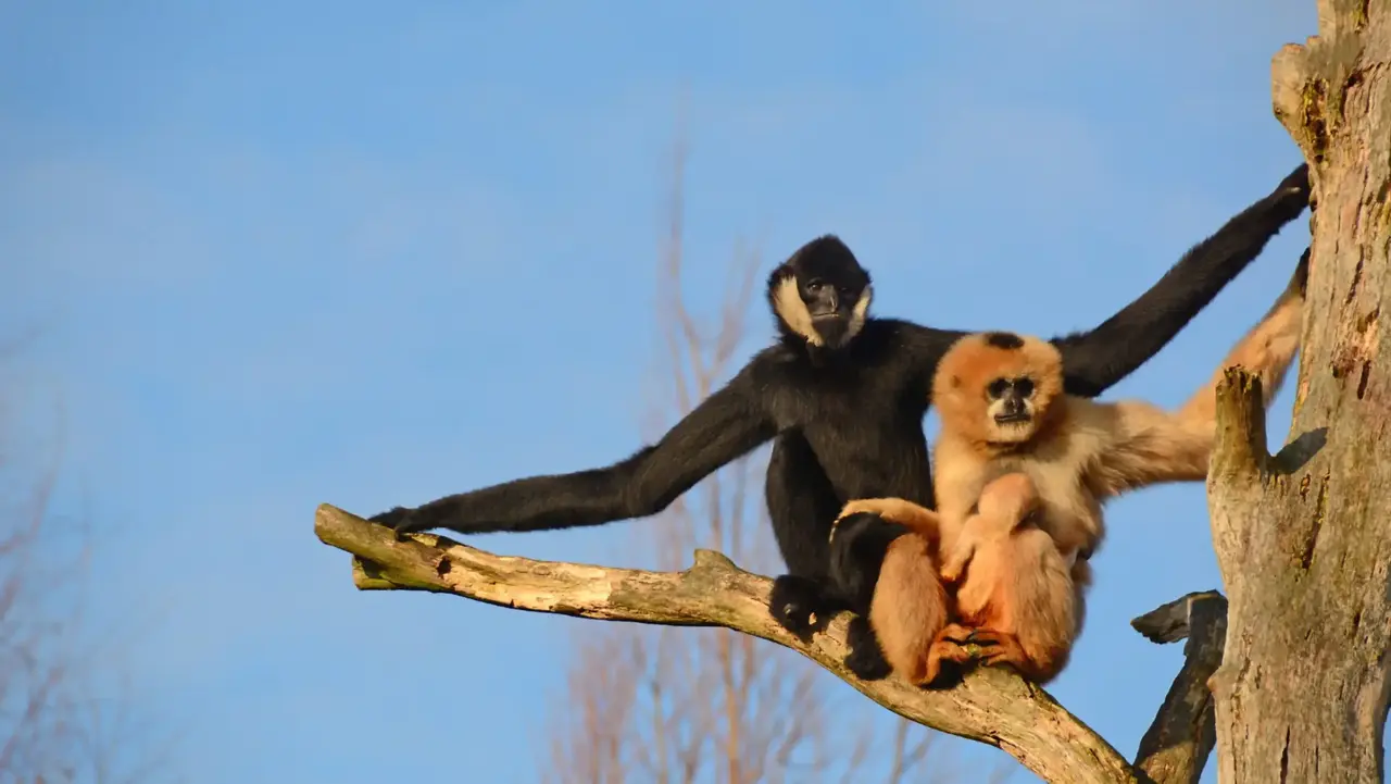 Auf dem Bild sitzen zwei Gibbons in einem Baum. Gibbons leben monogam, das heißt sie gehen eine lebenslange Partnerschaft ein. 