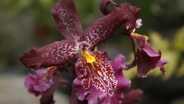 Diese Orchidee hat in der Mitte eine orangene Fläche, dort liegt sein Pollen. So finden Insekten den Eingang zum Bestäuben sofort.