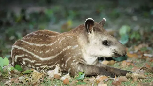 Ein Tapir Junges liegt auf dem Waldboden.