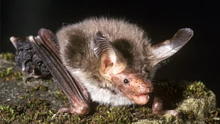 Eine Fledermaus mit gespitzten Ohren und offenem Maul liegt auf einem Stein.