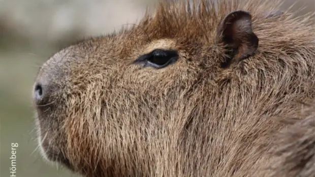 Capybara Nahaufnahme .