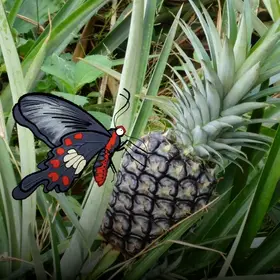 Eine Ananas auf einem Feld - im Comic Stil hinzugefügt - ein schwarz-weiß-roter Schmetterling