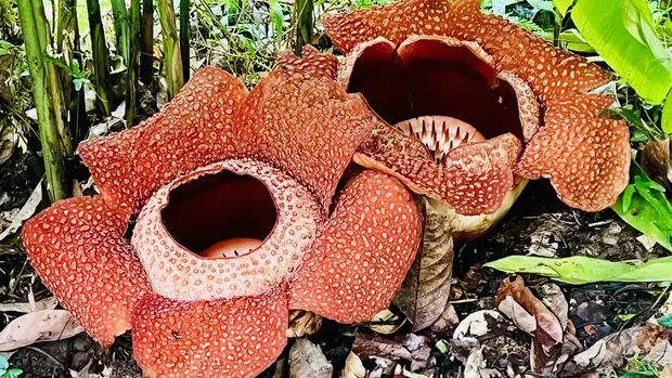 Die Rafflesia ist feuerrot und in der Mitte hohl. Sie wächst auf dem Waldboden.