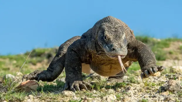 Eine große Echse, ein Komodowaran läuft uns entgegen. Er streckt die gespaltene Zunge raus.