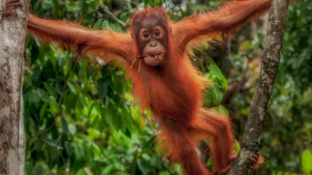 Ein kletternder Junger Orang Utan schaut in die Kamera.