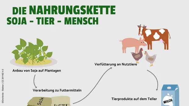 SChaubild der Nahrungskette von Soja und Fleisch: Beginnend bei der Sojapflanze über die Massentierhaltung bis hin zu Sojaprodukten. 