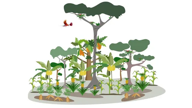 Schaubild eines Waldgartens ©OroVerde Das Schaubild zeigt einen Waldgarten, wie ihn Juan Rax in Guatemala angepflanzt hat. Schattenspendende große Bäume funktionieren wie Sonnenschirme für kleine Bäume wie den Kakao.
