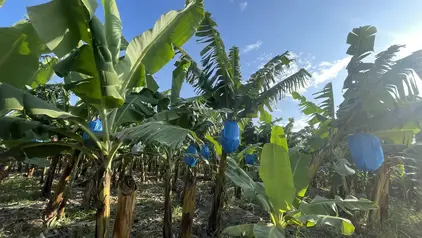 Bananenstauden in blauer Folie verpackt. 