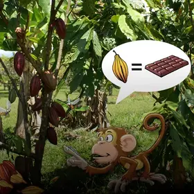 Das Bild zeigt einen Kakaobaum auf einer Wiese. Er trägt Früchte - im Comic Stil hinzugefügt - ein Affe mit einer Denkblase drüber. Darin eine Kakaoschote, Gleichzeichen und Schokoladentafel. 