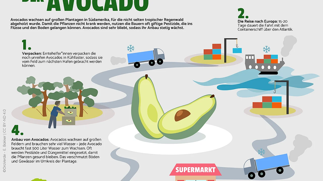 Das Diagramm veranschaulicht den Weg der Avocado: einen hohen Wasserverbrauch, lange Transportwege per Schiff und Lkw sowie damit verbundene Umweltprobleme.