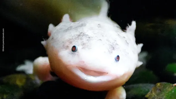 Nahaufnahme eines Axolotl Gesichts.