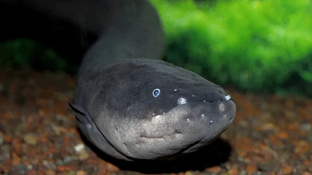 Ein dunkelgrauer Zitteraal schaut neugierig in die Kamera. Im Hintergrund erkennt man nur verschwommen eine bepflanzte Aquariumumgebung.