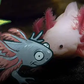 Ein schwimmender Axolotl - im Comic Stil hinzugefügt - ein weiterer, anscheinend fröhlich gestimmter, Axolotl.