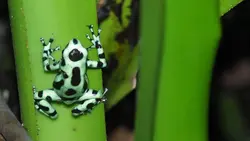 Dieser Pfeilgiftfrosch ist leuchtend grün mit schwarzen Punkten. 