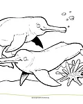 Ein schwarz-weißes Ausmalbild von zwei Botos, die am Flussboden entlang schwimmen.