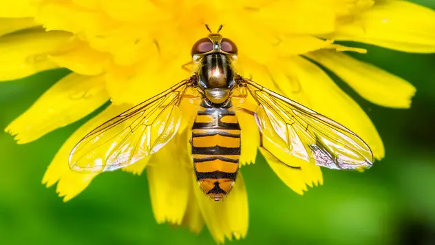 Schwebfliegen haben, genau wie Wespen, schwarz-gelbe Streifen über den Körper und einen spitz zulaufenden Leib. Unterscheiden kann man die beiden nur am Flug. Denn die Schwebfliege steht in der Luft während Wespen das nicht können. 