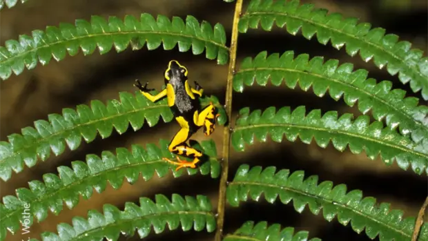 Ein gelb-schwarzer Baumsteigerfrosch auf einem Palmblatt.