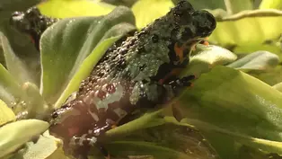  Robauchunken sind von oben unscheinbar braun-grün gefärbt. Aber unter dem Bauch tragen sie schwarze Flecken auf leuchtend orangener Haut.