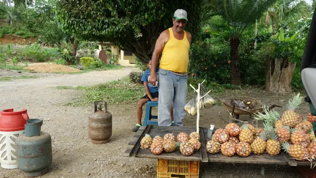 Verkaufsstand mit vielen bereitliegenden Ananas