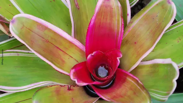 Nahaufnahme einer Bromelienblüte in der sich Wasser gesammelt hat.