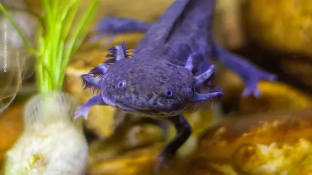 Ein lila Axolotl im Aquarium.