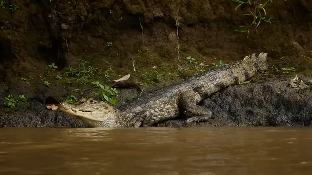 Ein Alligator macht sich auf den Weg ins Wasser.