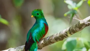 Ein bunter Quezal in Costa Rica der auf einem Ast sitzt. Er heißt Quetzal.