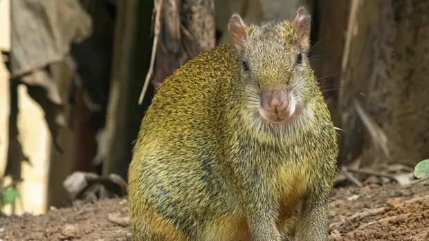 Nahansicht eines Aguti.