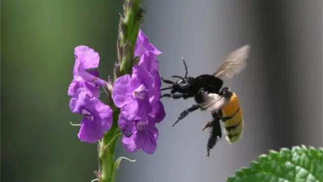 Ein Biene im Flug vor einer pinken Blüte. 
