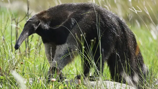 Ein großer Ameisenbär geht durch das Gras.