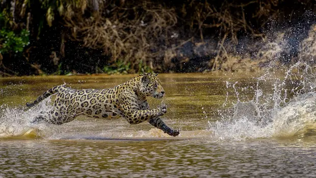 Ein Jaguar springt durch das Wasser.