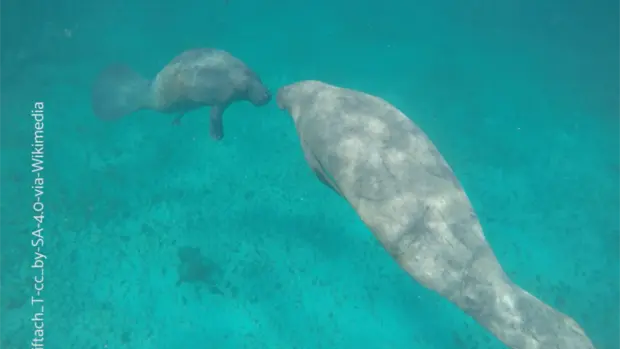 2 Seekühe schwimmen durch das Wasser.