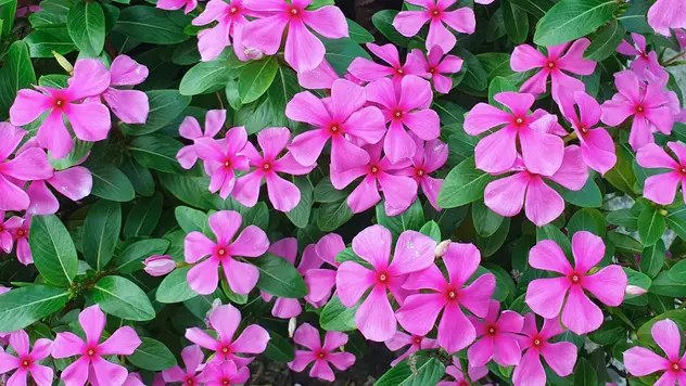 Das Bild zeigt die Pflanze Madagaskar-Immergrün von oben mit einer pinken Blüte 