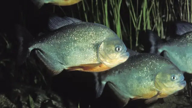 Piranhas im Wasser