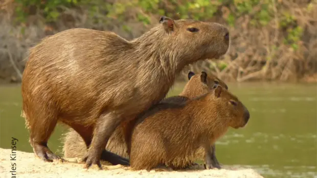 Eine Capybara Mutter mit 2 kleinen, auf einem Felsen am Fluß.