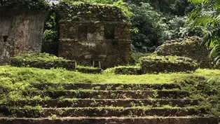 Antike Stufen zu einer Ruine im Regenwald von Guatemala 