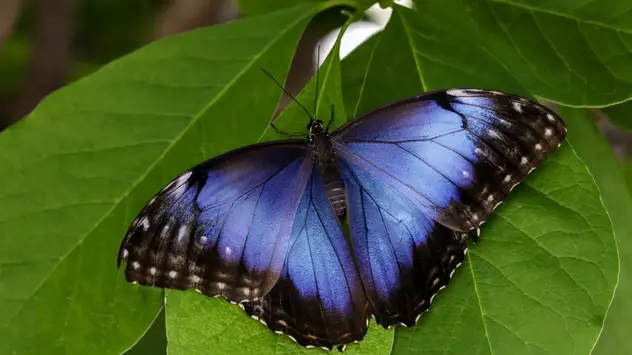 Das Bild zeigt einen blauen Schmetterling, der mit ausgebreiteten Flügeln auf einem Blatt sitzt. 