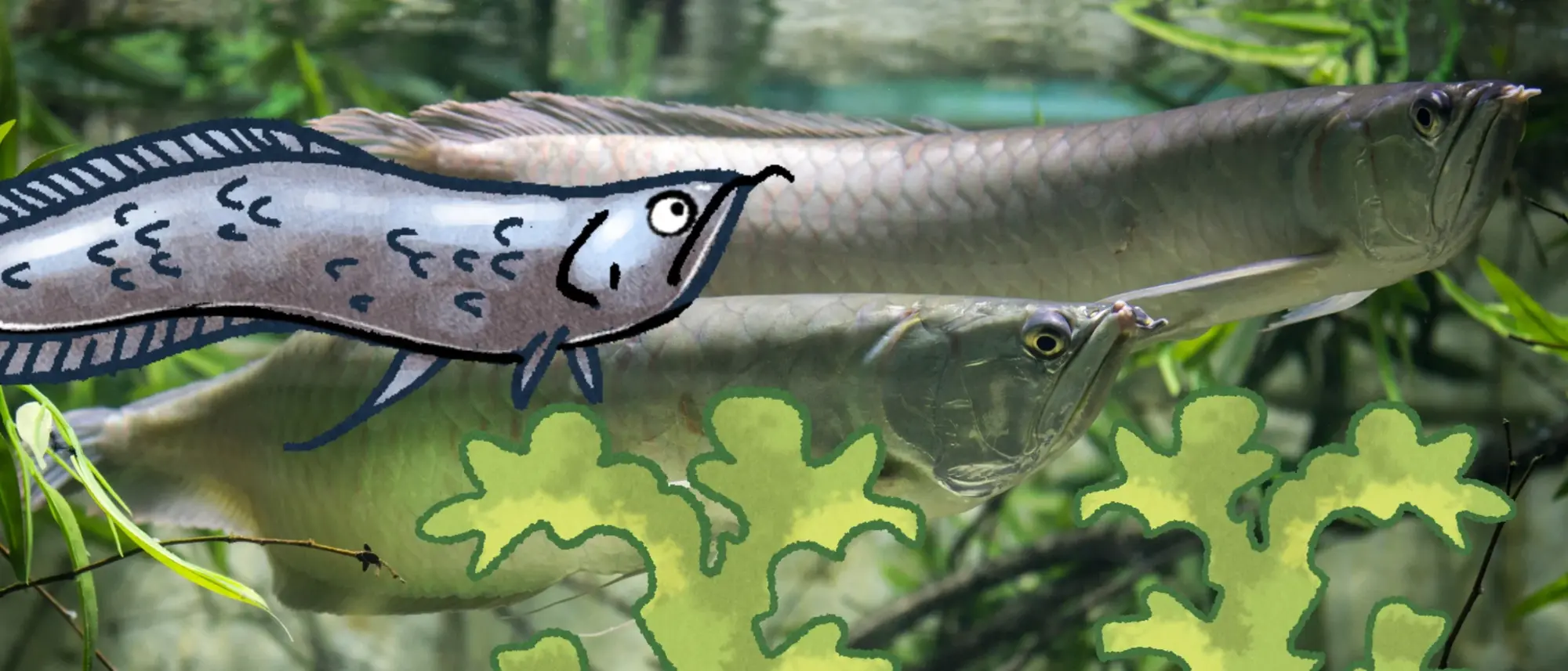 Ein Arowana - im Comic Stil hinzugefügt - ein weiterer Arowana und Wasserpflanzen.