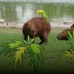 Capybara's am Wasser - im Comic Stil hinzugefügt- grüne Büsche und ein grüner Papagei, der auf dem Rücken eines Capybara's sitzt.