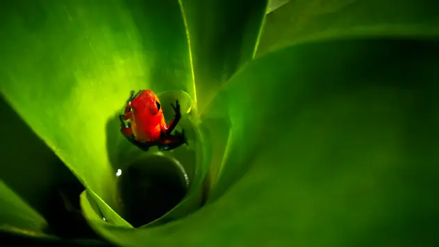 Der Erdbeerfrosch ist leuchtend rot mit blauen Vorderbeinen.