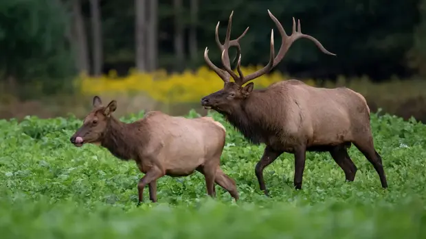 Hirschkühe sind nicht nur kleiner und schmaler als der männliche Hirsch. Sie haben auch ein mächtiges Geweih, dass aus ihren Schädelknochen jedes Jahr neu wächst. 