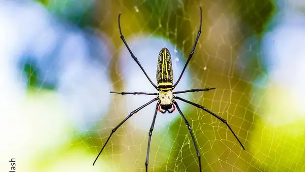 Nahaufnahme der Goldenen Seidenspinne, die mittig im ihrem Netz sitzt.