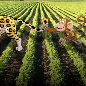 Das Bild zeigt eine Sojaplantage - im Comic Stil hinzugefügt – Ein Jaguar der über die Plantage läuft und von einem Affen am Schwanz festgehalten wird.