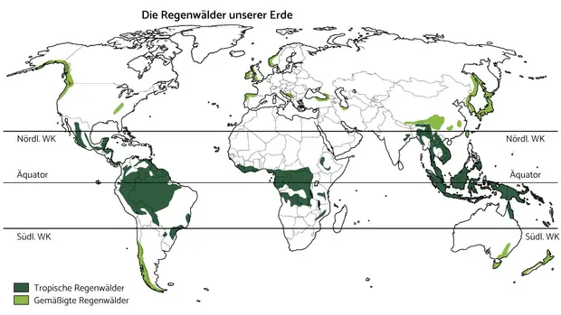 Auf der Weltkarte sind alle Regenwälder der Erde eingezeichnet. Es gibt tropische Regenwälder zwischen dem nördlichen und südlichen Wendekreis und gemäßigte Regenwälder zum Beispiel in Kanada und Australien.  ©OroVerde